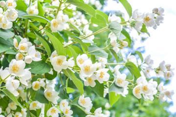 White jasmine bush branch blossoming in summer day