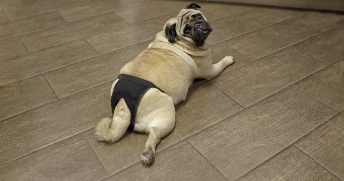 Female pug dog in heat, wearing diapers. Estrus, menstruation cycle. Turning from behind and looking at the camera, lying on the floor