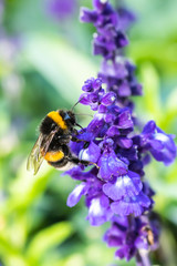 Close-up of bumblebee collecting pollen from a blue salvia officinalis flower at summer