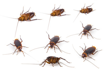 Set of Cockroach on white background.