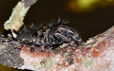 Bold Jumping Spider, side view on a tree  branch in Houston, TX. Phidippus audax is its scientific name and it is one of the larger Jumping Spider species.