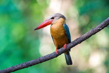 Stork-billed Kingfisher perching on branch of tree