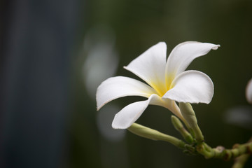 Fototapeta premium White Plumeria flowers are blooming on the tree