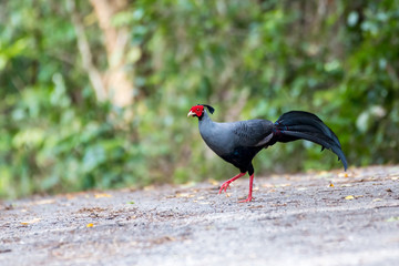 Naklejka premium Siamese Fireback (Lophura diardi), Thailand's National Bird
