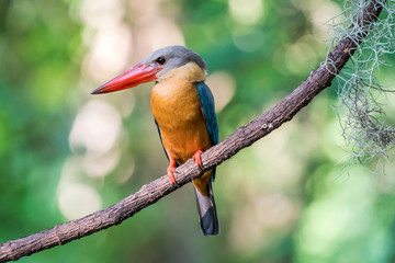 Stork-billed Kingfisher perching on branch of tree
