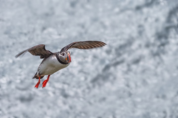 Cute Atlantic Puffin in flight and small fish in its beak Borgarfjordur eystri ,Iceland.