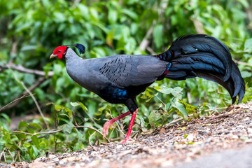 Siamese Fireback (Lophura diardi), Thailand's National Bird