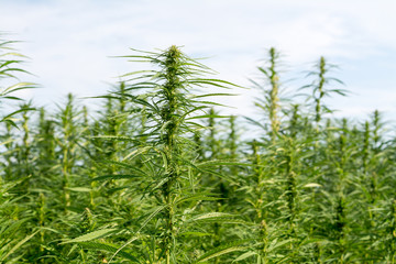 canabis on marijuana field ganja farm sativa leaf weed medical hemp hash plantation cannabis legal or illegal drug