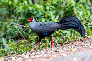 Siamese Fireback (Lophura diardi), Thailand's National Bird