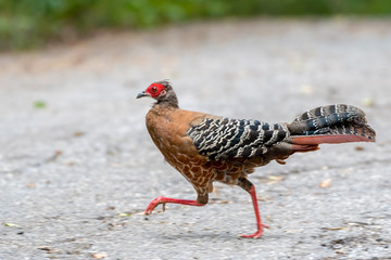 Siamese Fireback (Lophura diardi), Thailand's National Bird