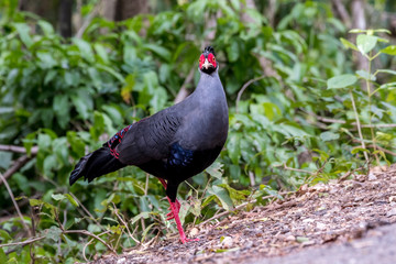 Siamese Fireback (Lophura diardi), Thailand's National Bird