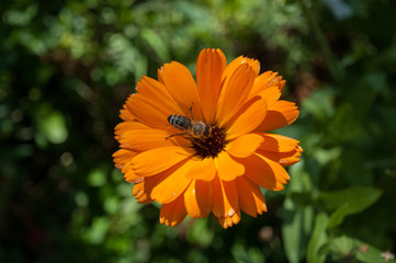 bees on flowers