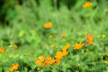 Colorful flowers in the garden.flower blooming.Beautiful flowers in the garden.	