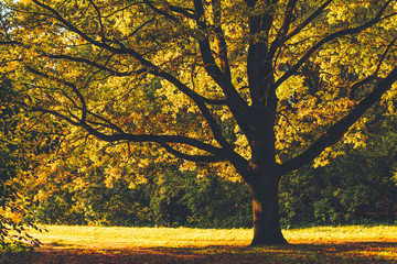 Huge old oak tree with yellow leaves backlit with sun in autumn park, front view.