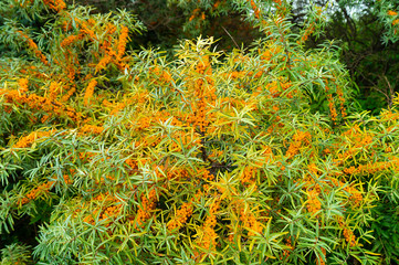 Hippophae on branch with green sheet in garden