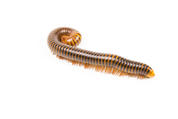 Close up millipede on white background.