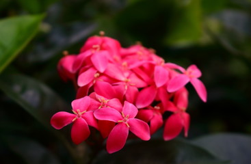 Closeup pollen of pink ixora blooming in garden, selective focus