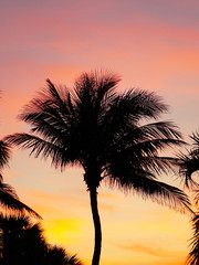 Fototapeta na wymiar Palm Trees at Sunset in Jensen Beach, Florida