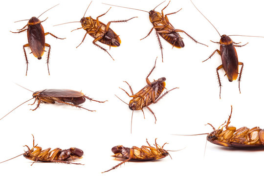 Set of  dead Cockroach and Egg on white background.