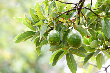 Avocado fresh fruit (Persea americana) on the tree