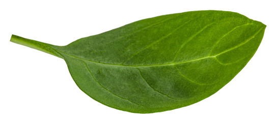 basil leaves isolated on white background with clipping path