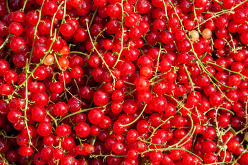 Harvest of ripe red currant berries close-up