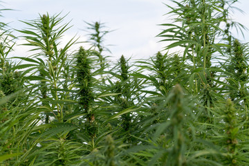 canabis on marijuana field ganja farm sativa leaf weed medical hemp hash plantation cannabis legal...