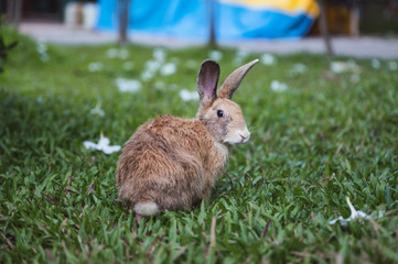 Brown rabbit on grass with flowers in garden