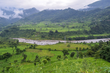 Naklejka premium Rural farmland,paddy field and the river 