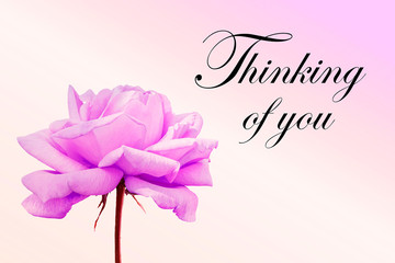 Thinking of you - card. Pink rose.