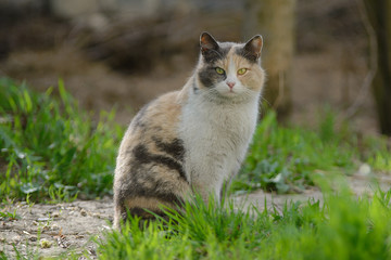 Naklejka na ściany i meble Beautiful tricolor cat walks on the grass