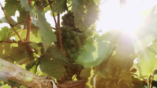 bright sun rays and glare on a background of green grapes