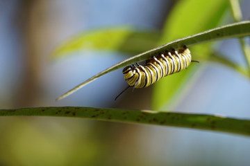 A Monarch Butterfly caterpillar (Danaus plexippus) on Milkweed Macro