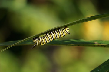 A Monarch Butterfly caterpillar (Danaus plexippus) on Milkweed Macro