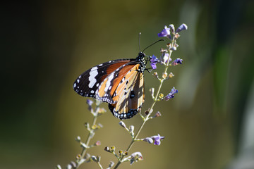 red orange butterfly on flower close up. wildlife insect nature background outdoors. plant leaf macro outside photo