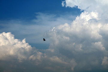 Fototapeta na wymiar white heap cloud in tropical and blue sky soft cloud