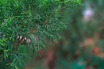 Pine tree with hairy leaf