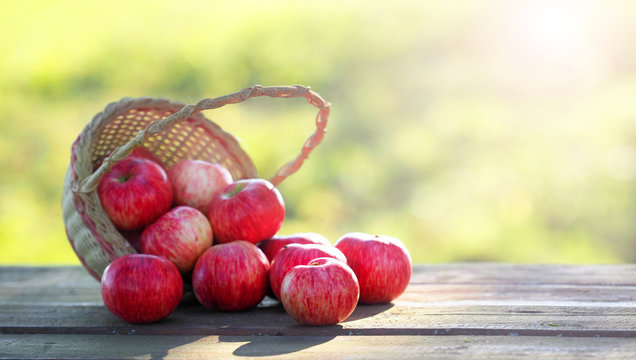 Ripe striped apples scattered from a wicker basket on a wooden table. Harvest, sunlight, panoramic view, copy space