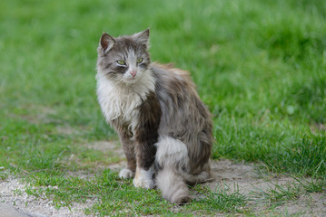 Unhappy dirty stray cat on the street