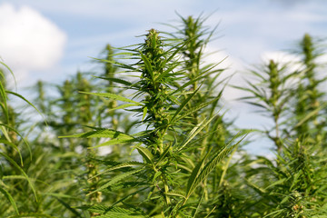 canabis on marijuana field ganja farm sativa leaf weed medical hemp hash plantation cannabis legal or illegal drug