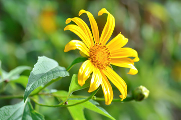 Mexican sunflower or Mexican sunflower weed, Tithonia diversifolia