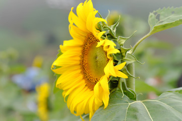 Naklejka premium sunflower flower or sunflower