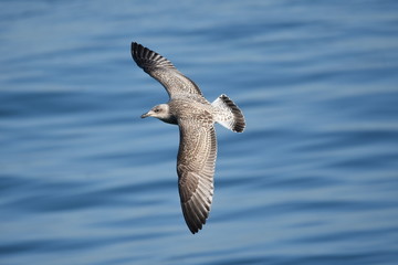 seagull in flight