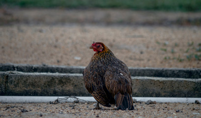 Brown striped female cock sitting on the outdoor ground