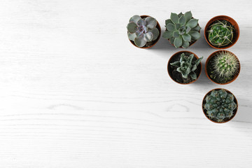 Flat lay composition with different succulent plants in pots on white wooden table, space for text. Home decor