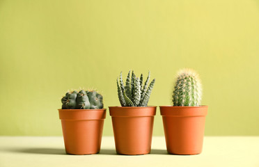 Beautiful succulent plants in pots on table against yellow background, space for text. Home decor