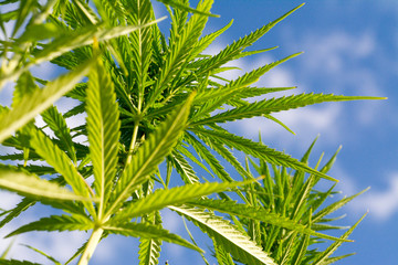 canabis on marijuana field ganja farm sativa leaf weed medical hemp hash plantation cannabis legal...