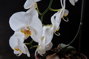 Fototapeta na wymiar indoor orchid
