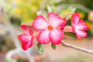 Fototapeta na wymiar Fresh pink desert rose, mock azalea, pinkbignonia or impala lily flowers bloom with rain drops on blur nature background.