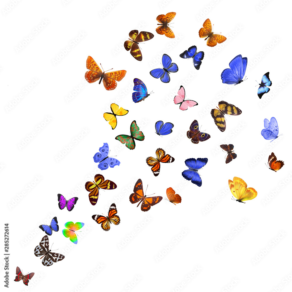 Poster many different butterflies, isolated on white background